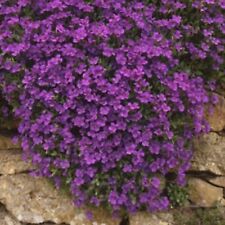 Aubrieta royal violet for sale  BELLSHILL