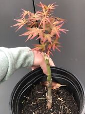 Acer palmatum issai for sale  LIVERPOOL