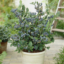 Blueberry superfruit plants for sale  PETERBOROUGH