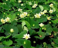 FLOR DE LIRIO DE AGUA DE LOTO BLANCO INDIO / LOTO BONSÁI / ESTANQUE / TAZÓN 5 SEMILLAS FRESCAS segunda mano  Embacar hacia Argentina