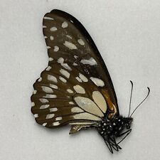 Butterfly papilio rex for sale  READING