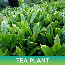 Tea plant seeds for sale  Union City