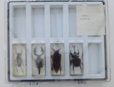 real life bugs for sale for sale  UK