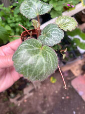 House plant strawberry for sale  Crosby