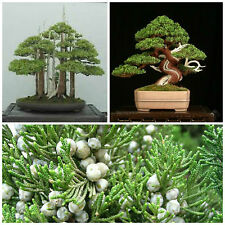10 semi di Juniperus Chinensis, Ginepro cinese, semi bonsai usato  Nizza Di Sicilia