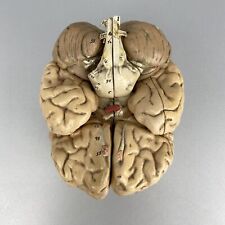 anatomisches modell gebraucht kaufen  Dessau-Roßlau