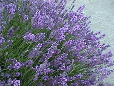 Lavender common english for sale  SALISBURY
