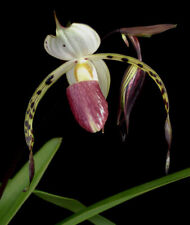 Paphiopedilum stonei incharm for sale  GLOUCESTER