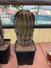UEBELMANNIA PECTINIFERA HUGE COPIAPOA ARIOCARPUS AZTEKIUM SUPER BIG PLANT creste usato  Viterbo