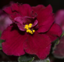 African violet plant for sale  Monrovia