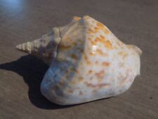 Shell: NEW STROMBIDAE THESISTROMBUS THESITES 126.5mm NLL CALEDONIA for sale  Shipping to South Africa