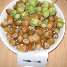 Orzech laskowy Mogulnus drzewo owocowe orzech laskowy 80cm/140cm na sprzedaż  PL
