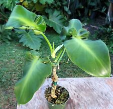 Philodendron rugosum aberrant for sale  Hollywood