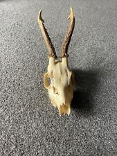Roe deer skull for sale  MAIDSTONE