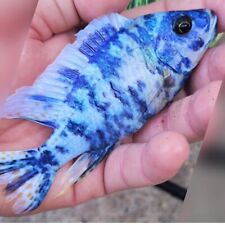 Peacock cichlid amazing for sale  Hollywood