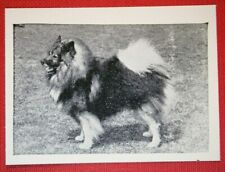 Keeshond dutch barge for sale  DERBY