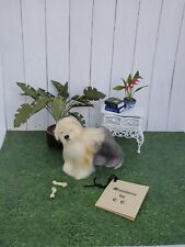 miniature australian shepherd for sale  Tucson