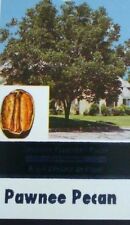 Pawnee pecan tree for sale  Ben Wheeler