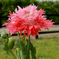 Pink fizz poppy for sale  FERRYHILL