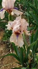 Concertina bearded iris for sale  Edmonton