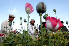 Papaver somniferum afghan gebraucht kaufen  Hadamar