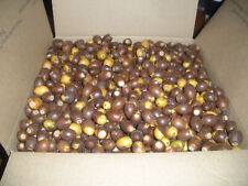 White oak acorns for sale  Pittsfield