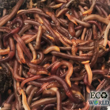 Tiger worms live for sale  ARMAGH