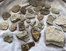Collection small fossils for sale  TRURO