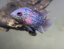 Live freshwater asian for sale  Pensacola