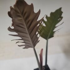 Philodendron caramel pluto for sale  Koloa