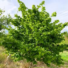 Hazel tree 2ltr for sale  COVENTRY