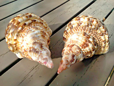 Trion marmoratum shell gebraucht kaufen  Murnau a.Staffelsee