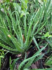 Hedgehog aloe inches for sale  North Port