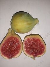 Aheleias fig cuttings for sale  Shipping to Ireland
