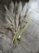 Natural grown pampas for sale  WAKEFIELD