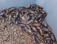 Dubia roach starter for sale  Prattville