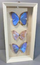 Three real butterflies for sale  BRENTFORD
