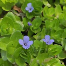 Bacopa caroliniana pianta usato  Italia