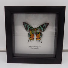 Usado, Madagascar Sunset Moth Chrysiridia Rhipheus Moldura Montada Borboleta comprar usado  Enviando para Brazil