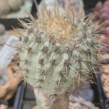 Copiapoa cinerea ssp d'occasion  Expédié en Belgium