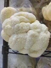 10ml lions mane for sale  DUNDEE