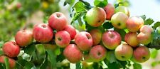 Apfelbaum kräftig gewachsen gebraucht kaufen  Saterland