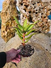 Aloe rupestris 35cm usato  Spedire a Italy