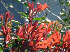red robin photinia usato red robin photinia usato Napoli