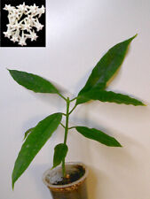 Hoya lockii bouture d'occasion  Toulouse-