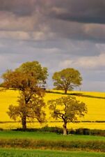 Yellow rapeseed oil for sale  READING