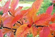 20 SEMENTES ORIENTAIS DE PHOTINIA - Photinia villosa, usado comprar usado  Enviando para Brazil