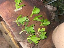 Jade plant clippings for sale  Moreno Valley
