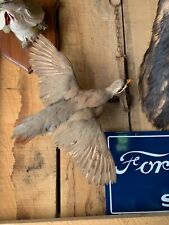 Taxidermy chukar partridge for sale  Masontown