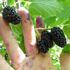 Morus nigra mûrier d'occasion  Pouzauges